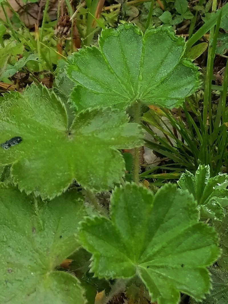 Alchemilla tubulosa photo 8