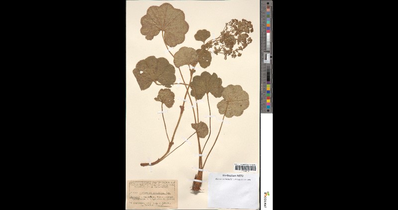 Alchemilla tytthantha