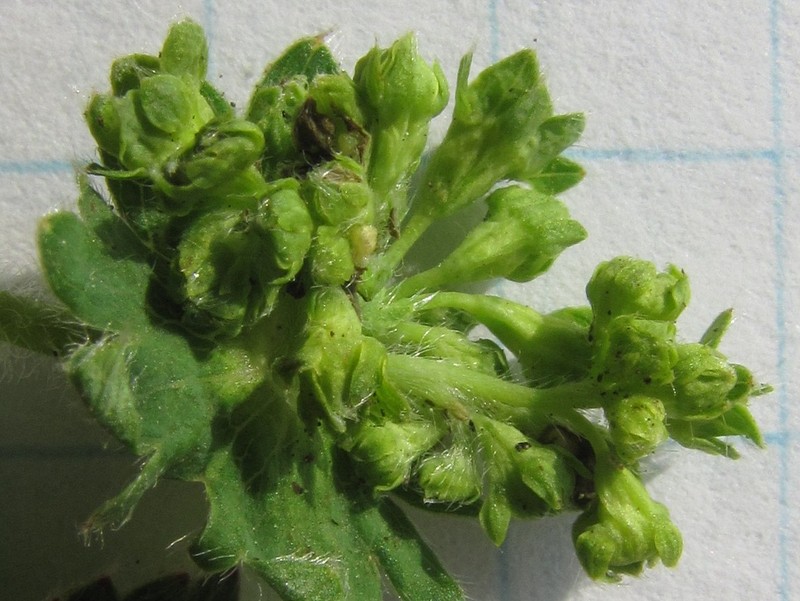 Alchemilla tytthantha photo 2