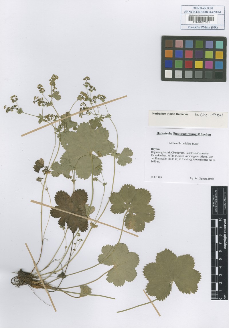 Alchemilla undulata