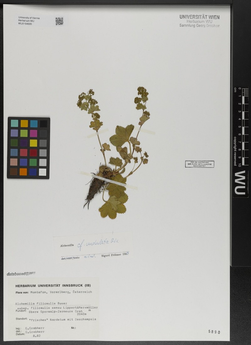 Alchemilla undulata photo 2