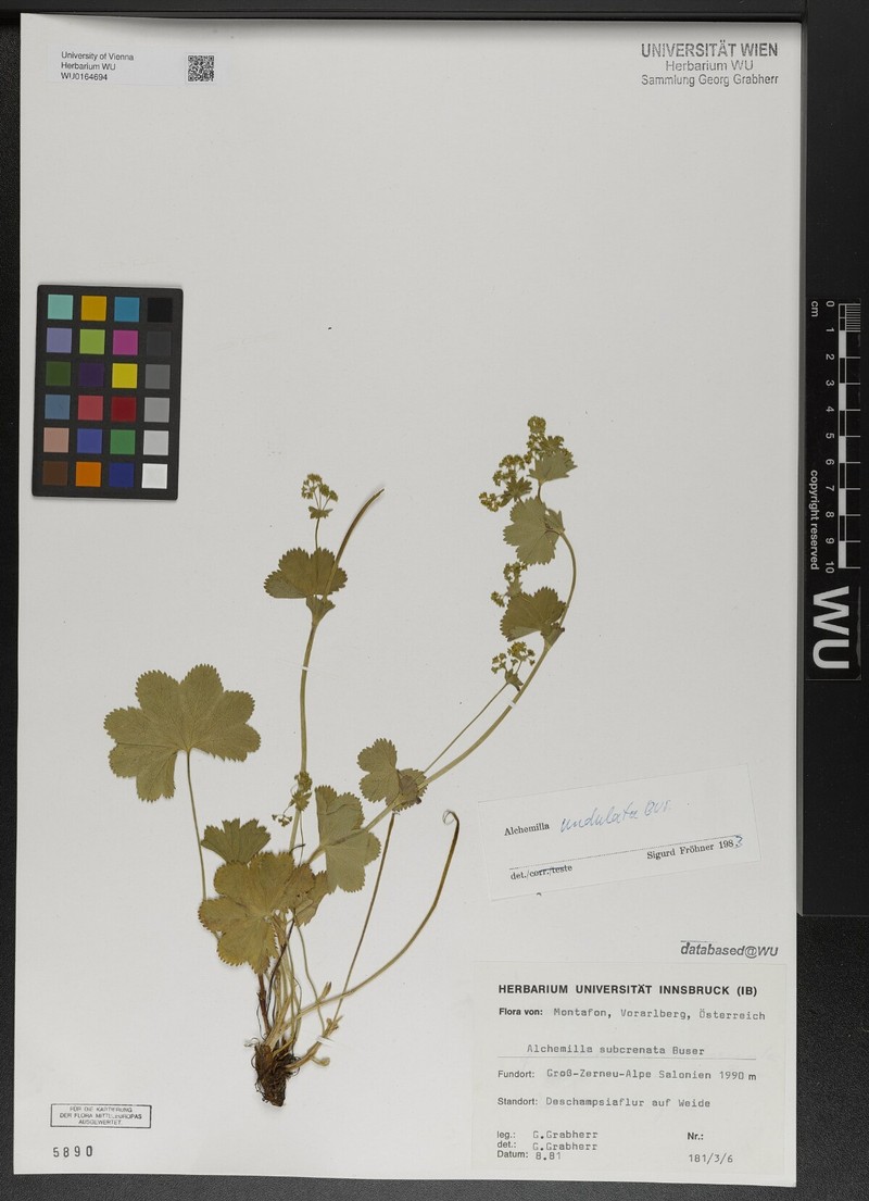 Alchemilla undulata photo 3