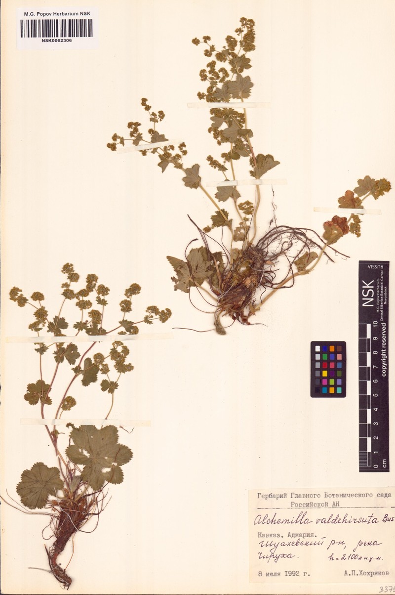 Alchemilla valdehirsuta