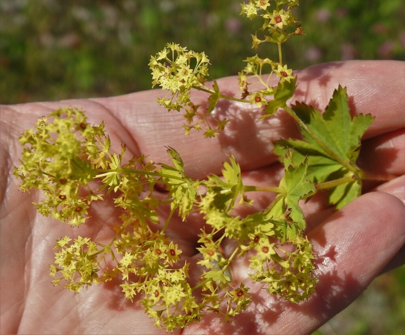 Clustered Lady's-Mantle