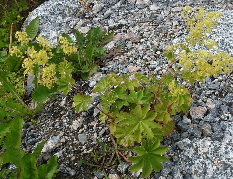 Clustered Lady's-Mantle photo 2