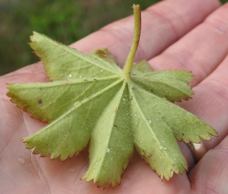 Clustered Lady's-Mantle photo 3