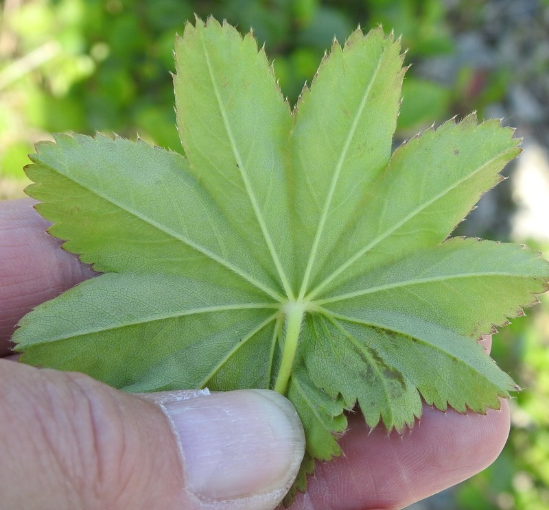Clustered Lady's-Mantle photo 4