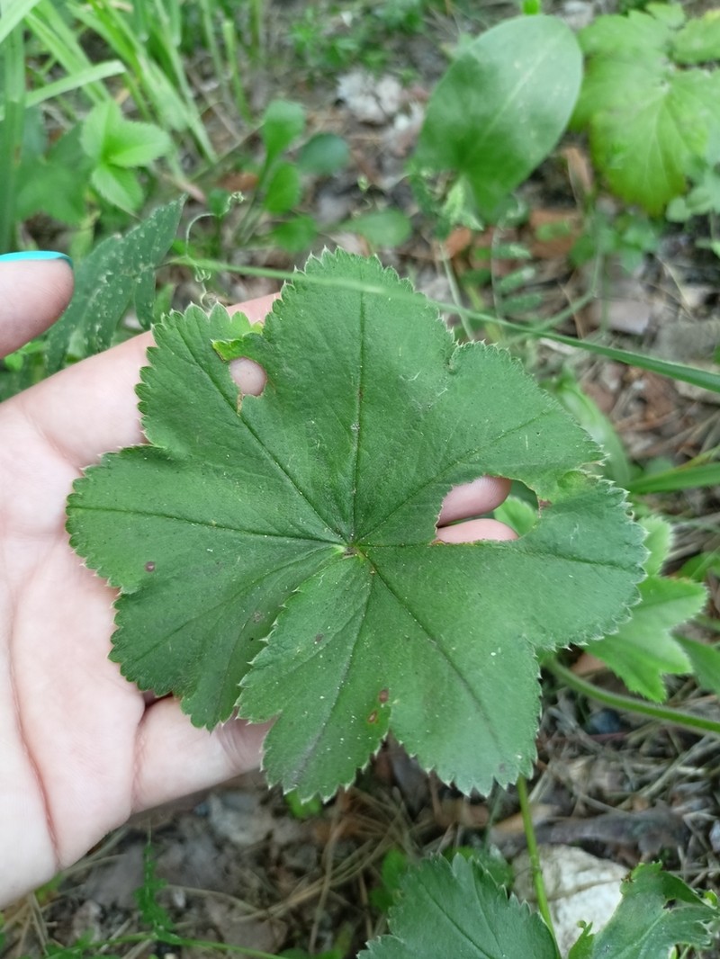 Alchemilla ventiana