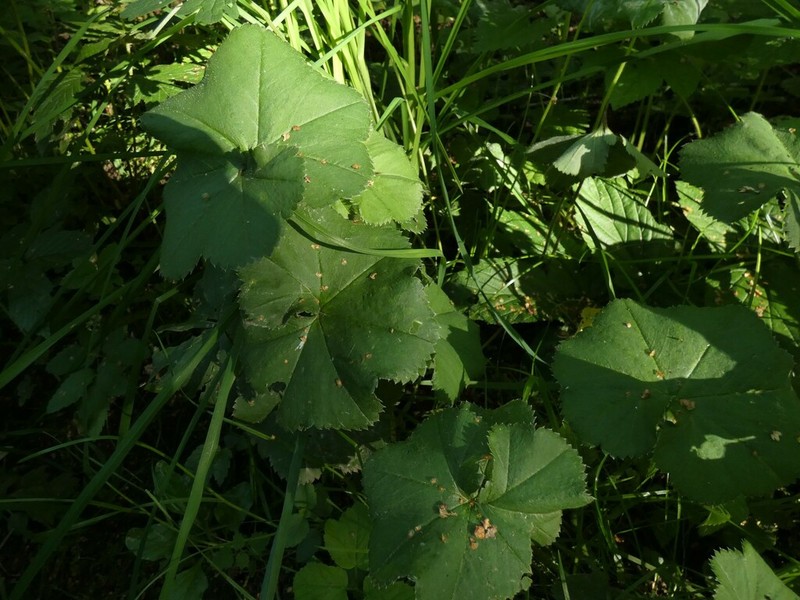 Alchemilla ventiana photo 2