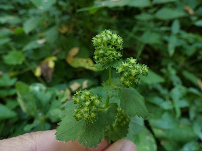 Alchemilla ventiana photo 3