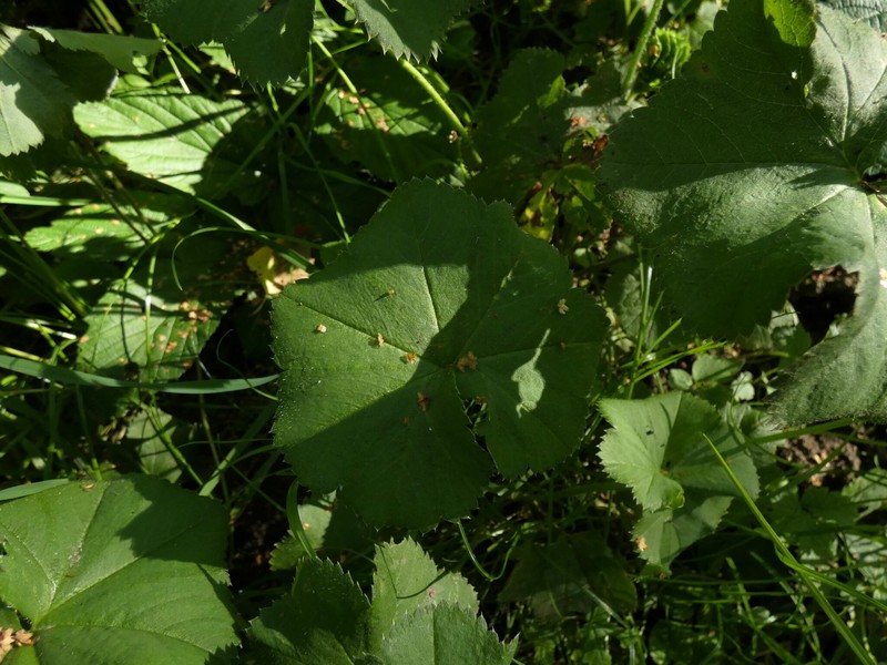 Alchemilla ventiana photo 4