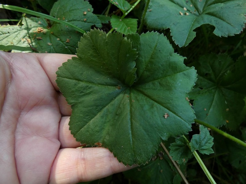 Alchemilla ventiana photo 5