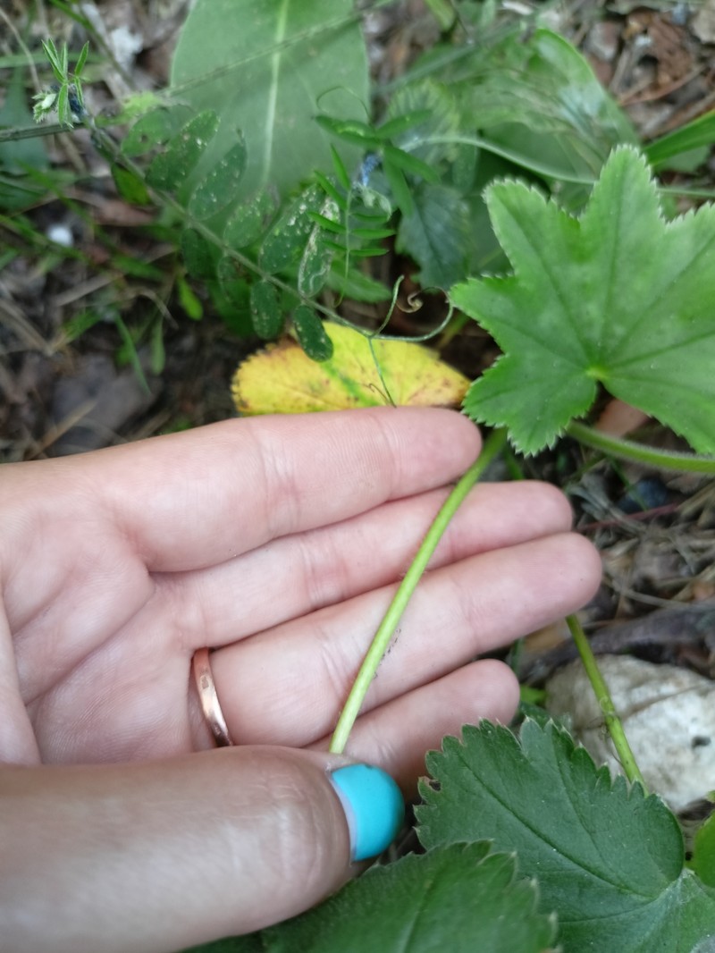 Alchemilla ventiana photo 6