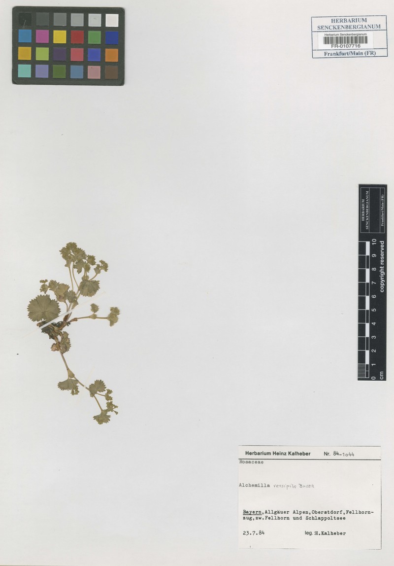Alchemilla versipila