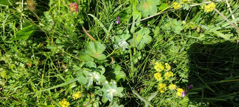 Alchemilla vetteri