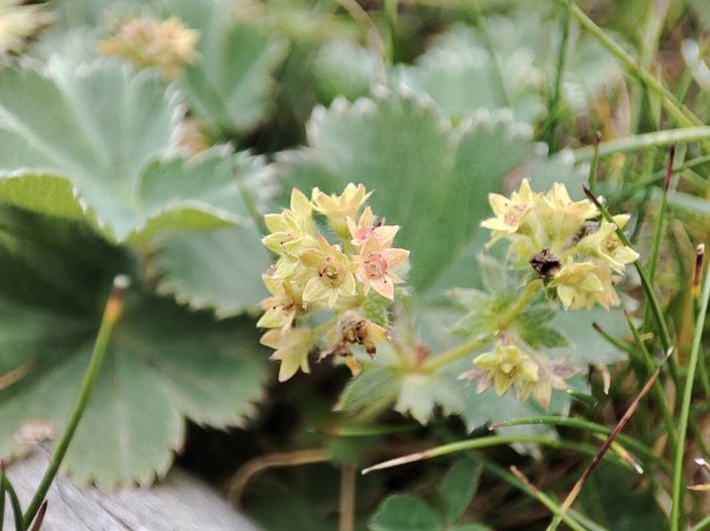 Alchemilla vetteri photo 2