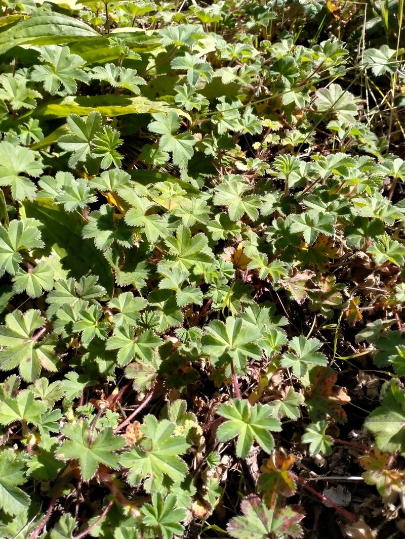 Alchemilla villosa
