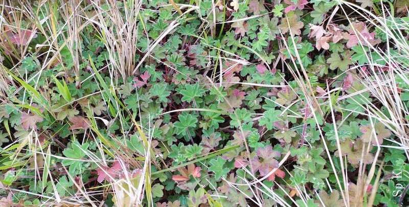 Alchemilla villosa photo 2