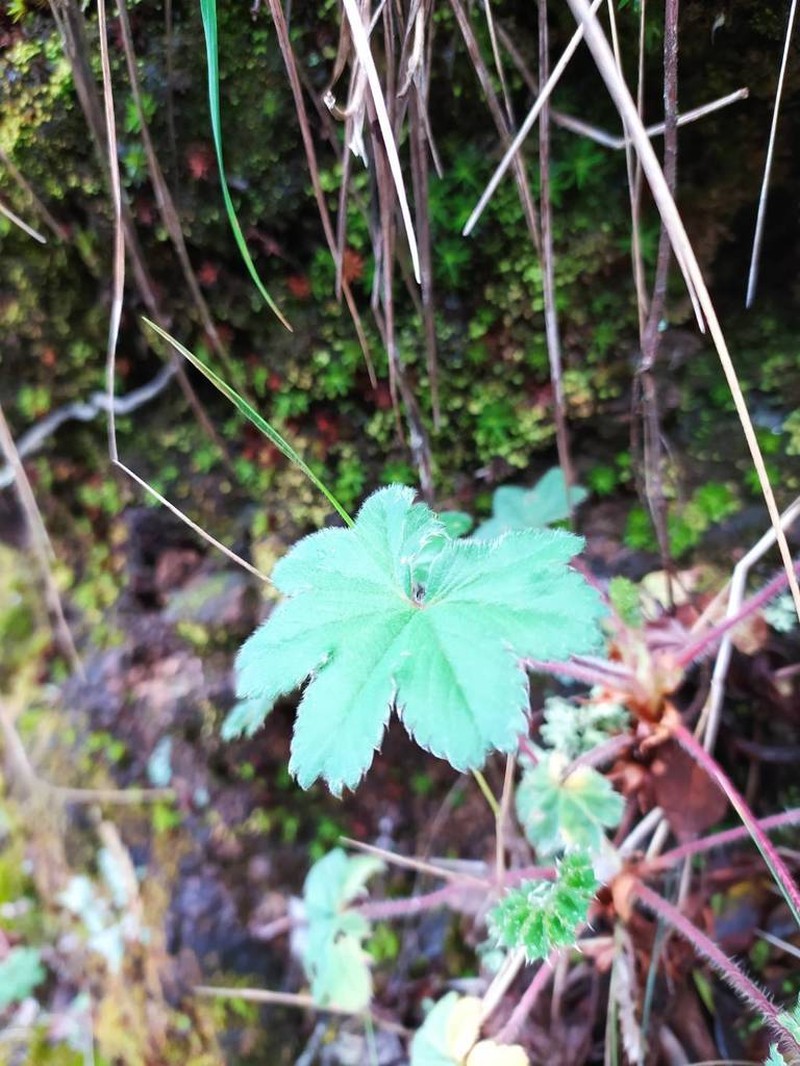 Alchemilla villosa photo 4