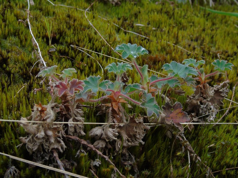 Alchemilla villosa photo 5