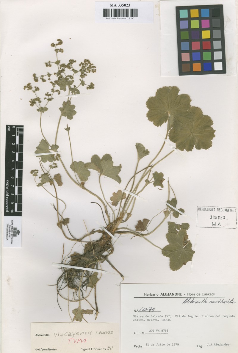 Alchemilla vizcayensis