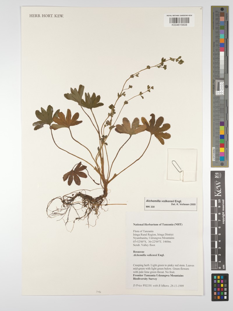 Alchemilla volkensii