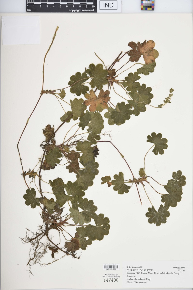 Alchemilla volkensii photo 2