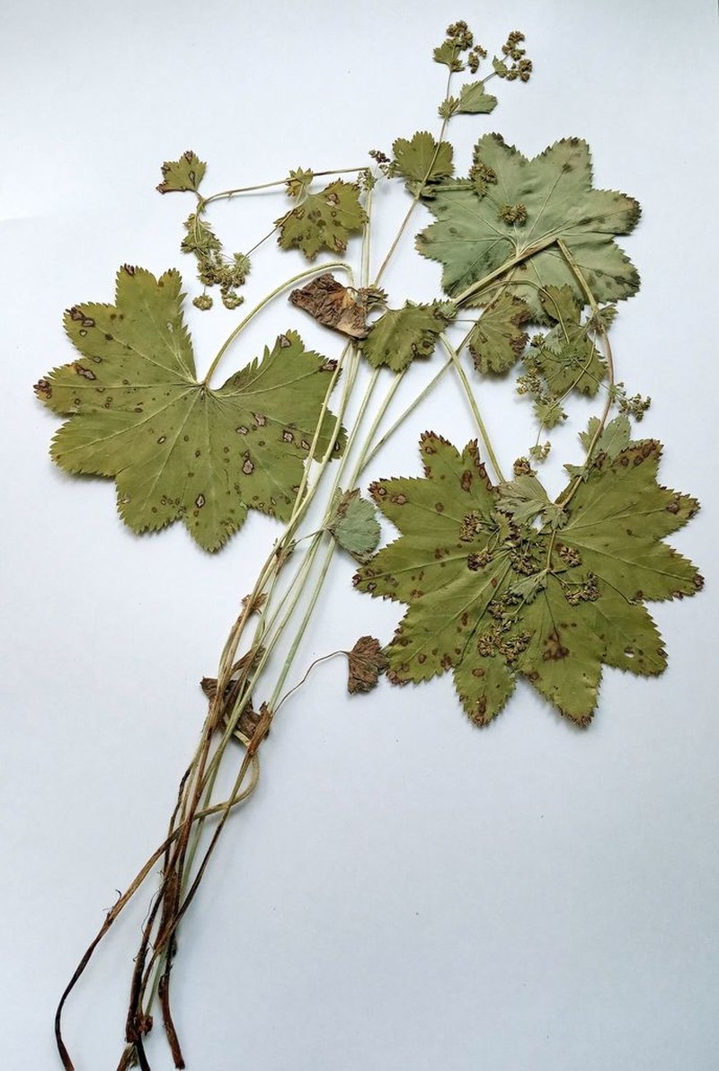 Alchemilla vorotnikovii photo 2