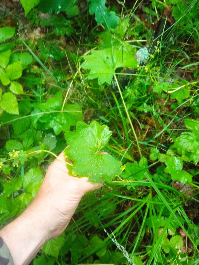 Alchemilla vorotnikovii photo 3