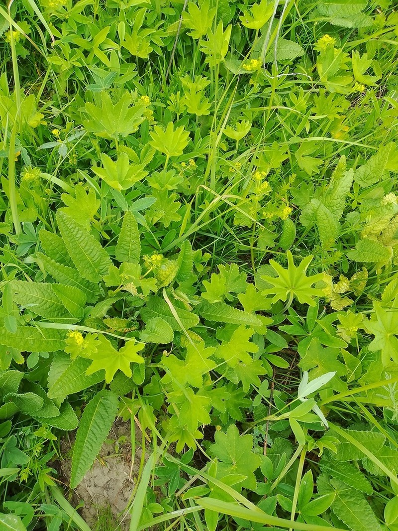 Alchemilla vorotnikovii photo 4