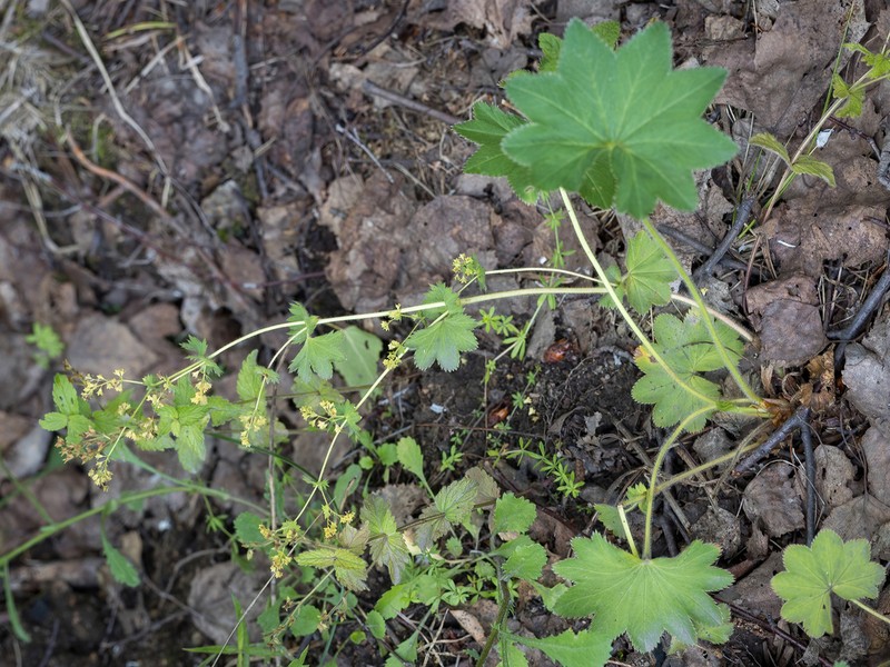 Alchemilla vorotnikovii photo 5