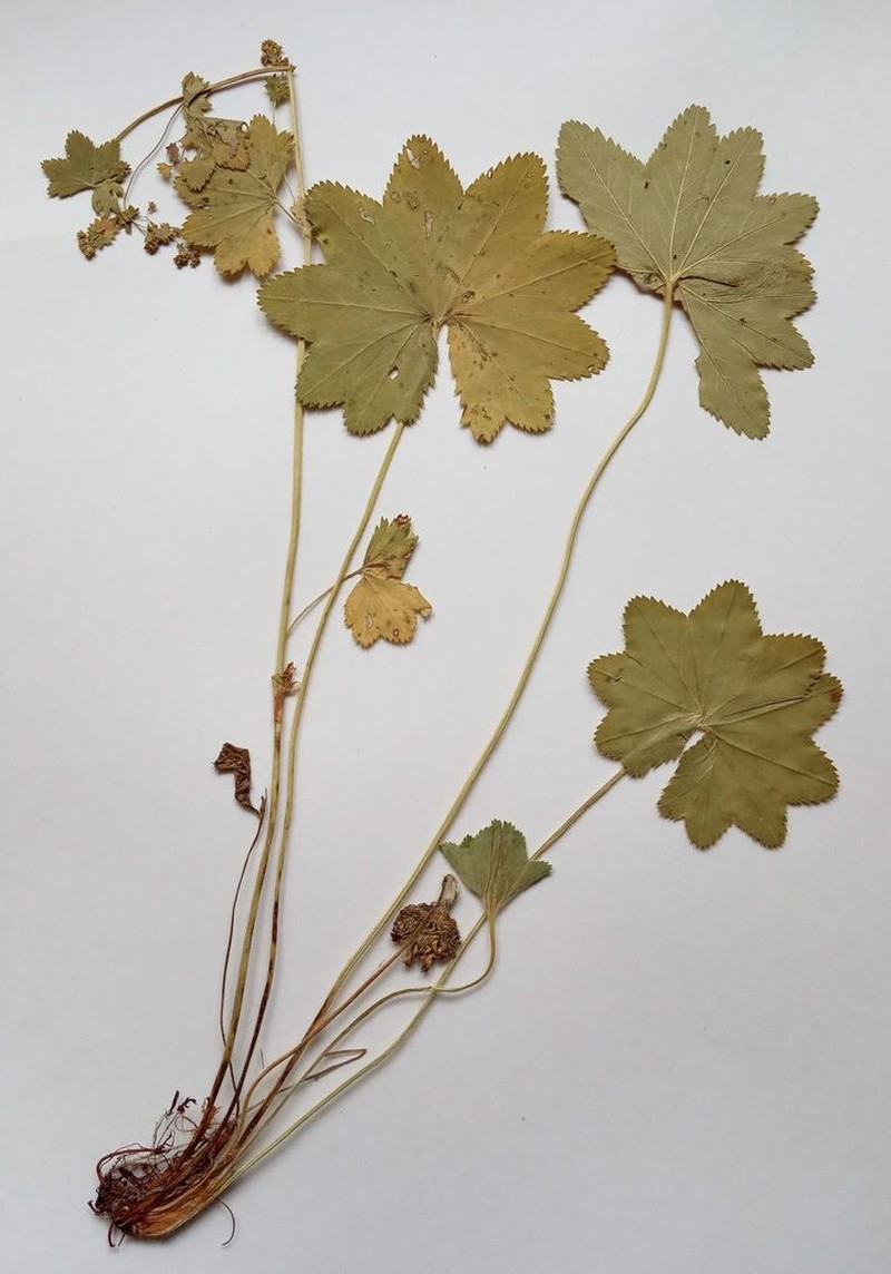 Alchemilla vorotnikovii photo 6
