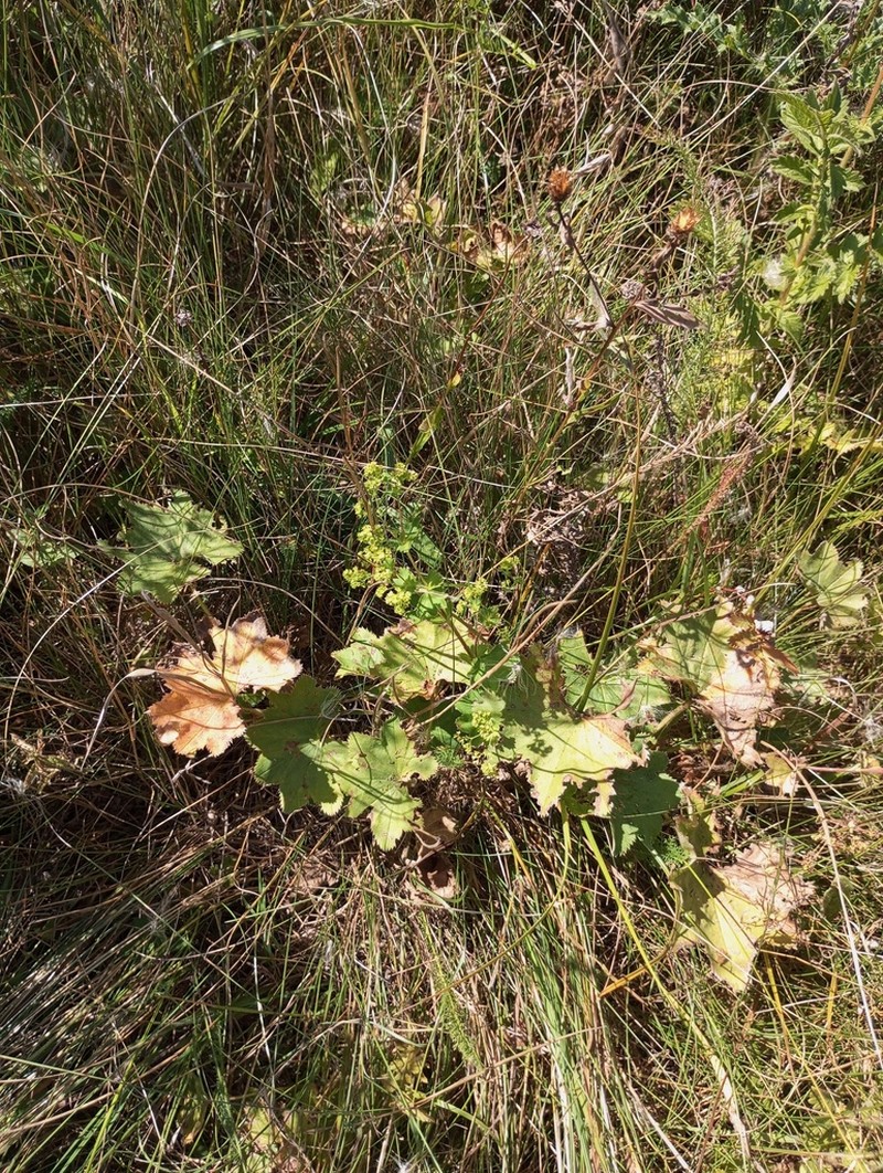 Alchemilla vorotnikovii photo 7