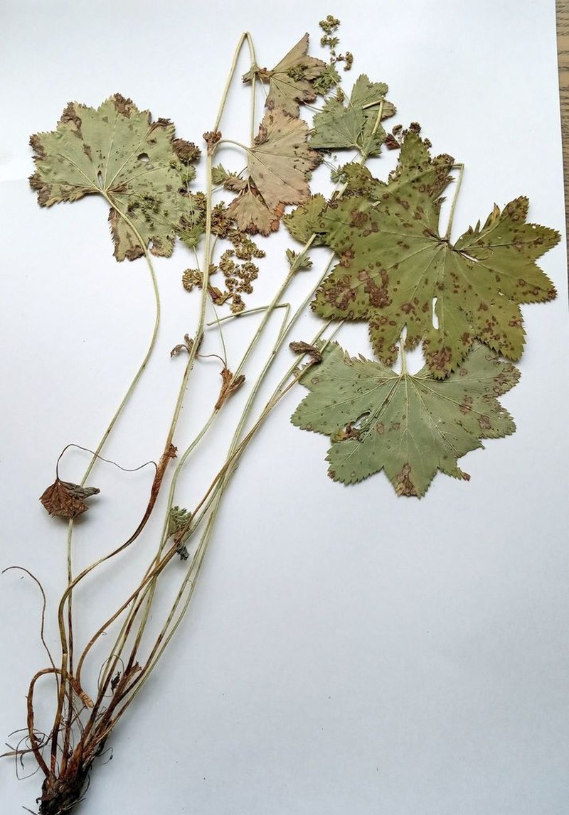 Alchemilla vorotnikovii photo 8