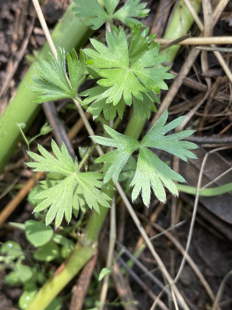 Alchemilla vulcanica