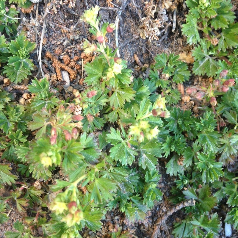 Alchemilla vulcanica photo 2