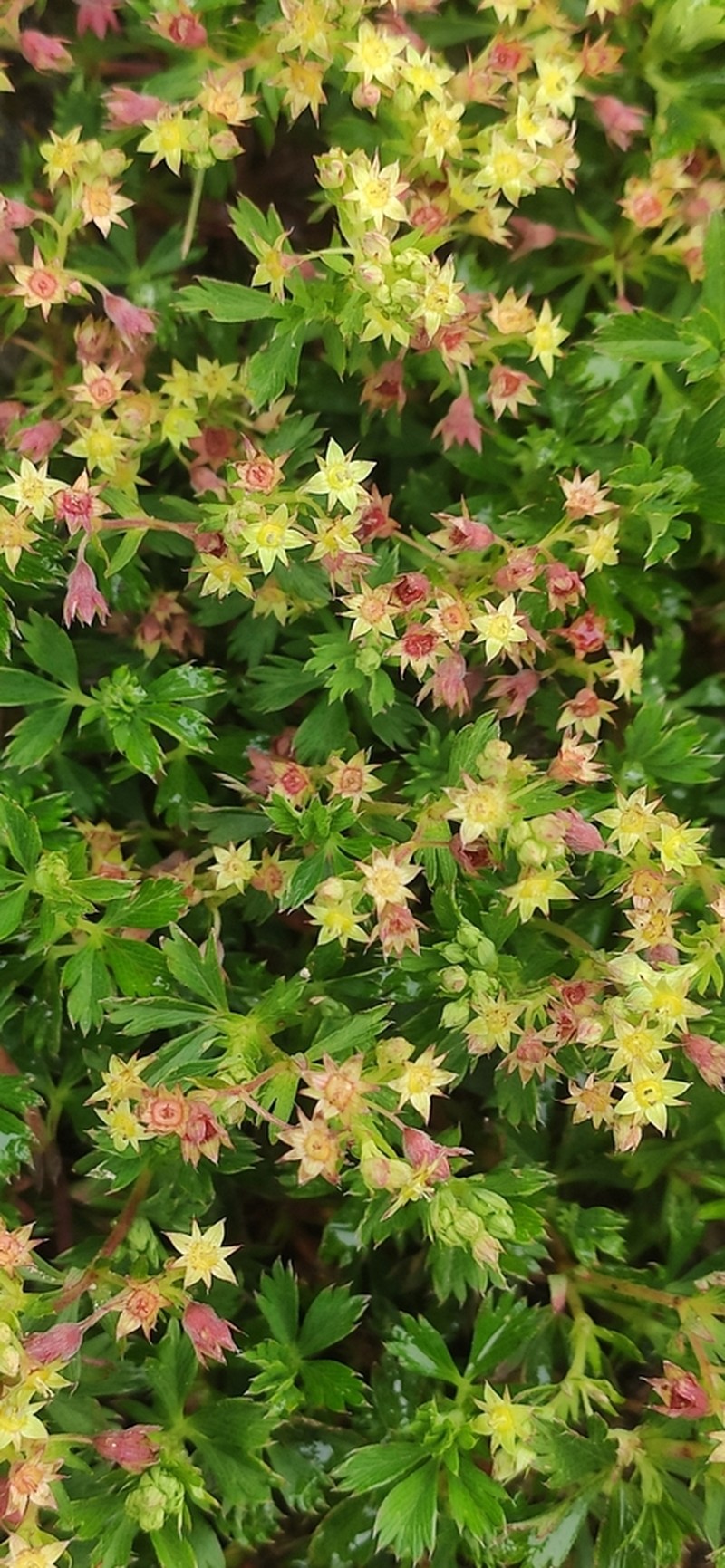 Alchemilla vulcanica photo 3