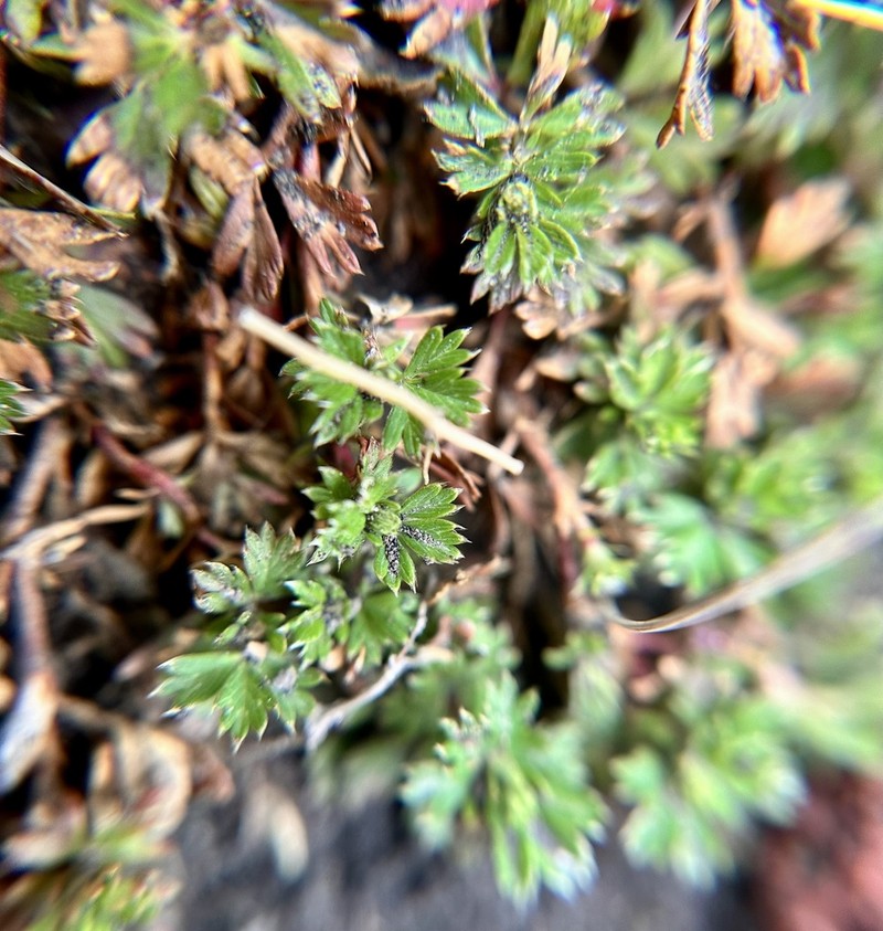 Alchemilla vulcanica photo 4