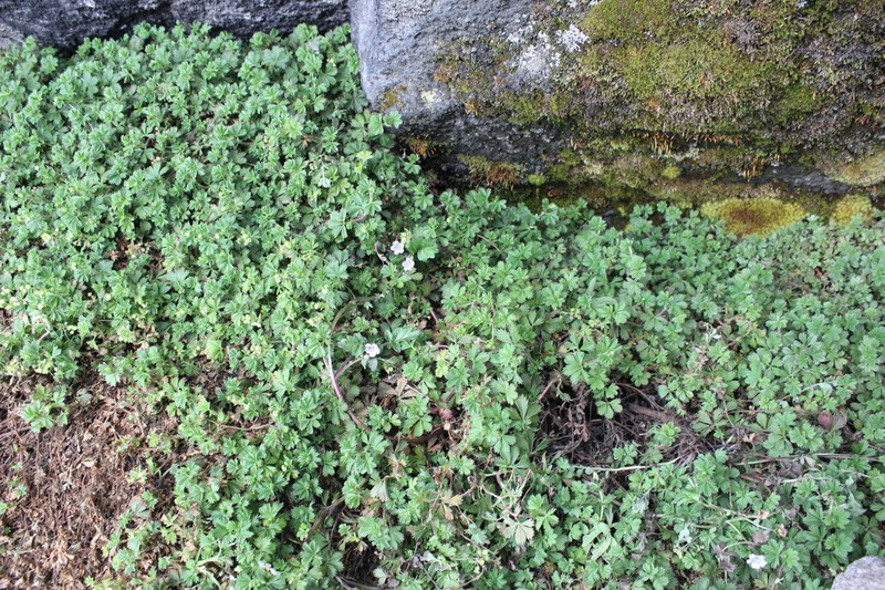 Alchemilla vulcanica photo 5
