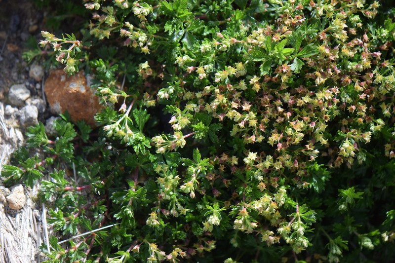 Alchemilla vulcanica photo 6