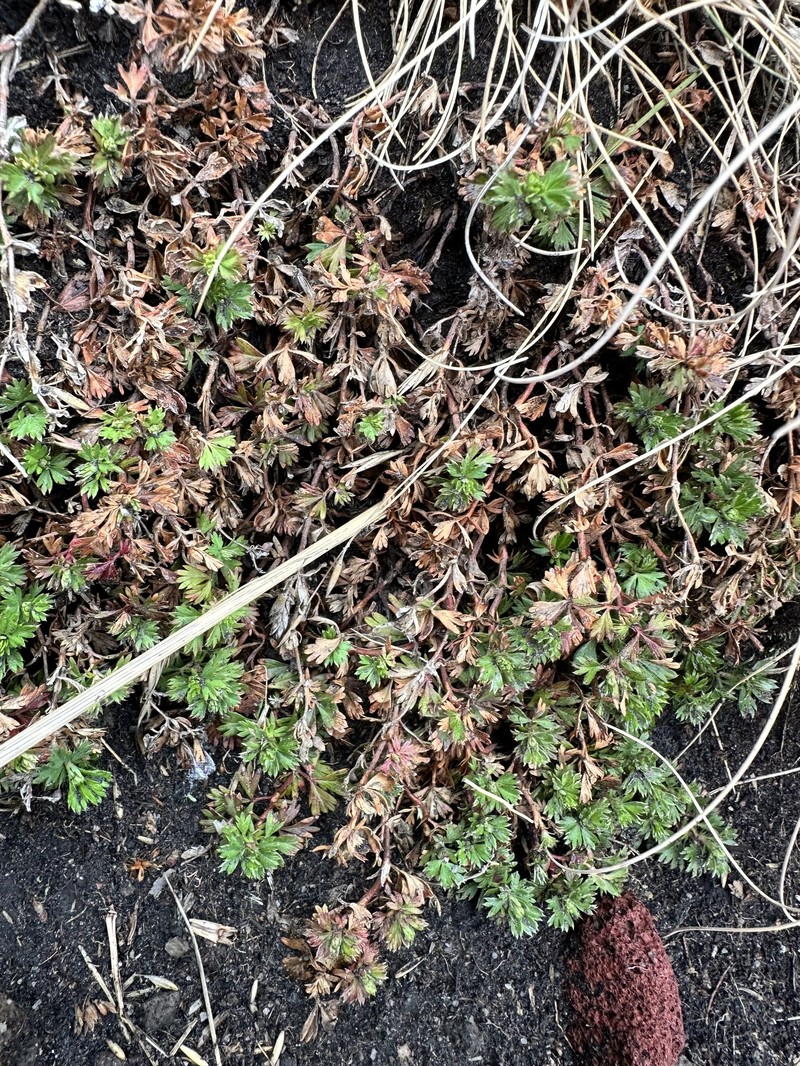 Alchemilla vulcanica photo 7