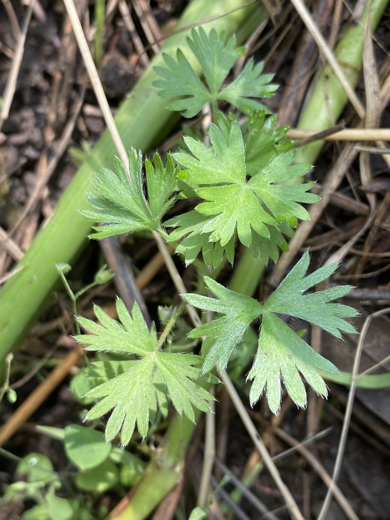 Alchemilla vulcanica photo 8
