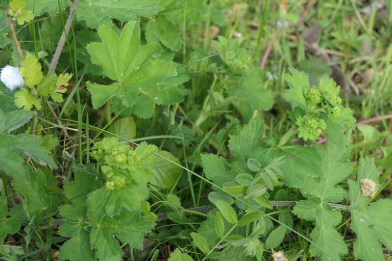 Alchemilla vulgaris photo 2