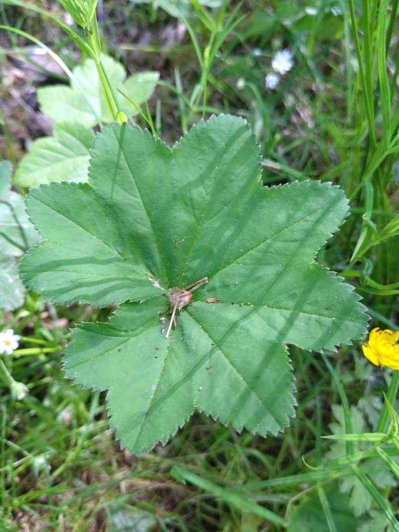 Alchemilla vulgaris photo 3