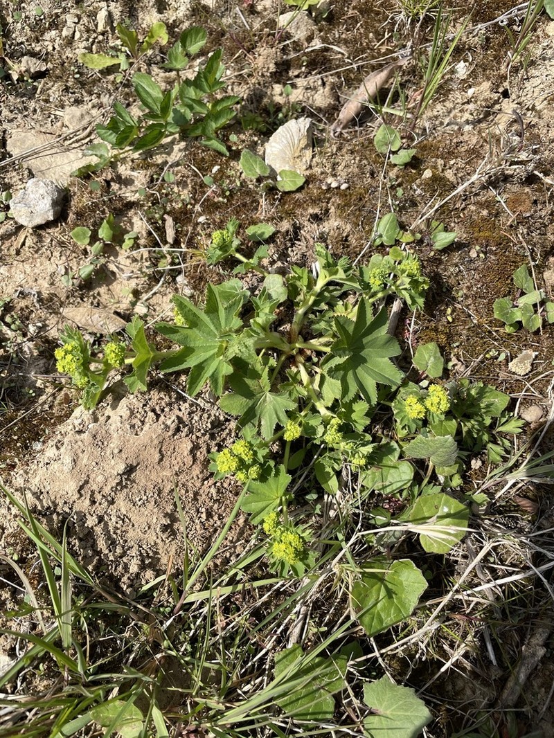 Alchemilla vulgaris photo 4