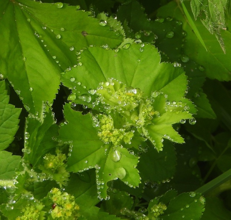 Alchemilla vulgaris photo 5