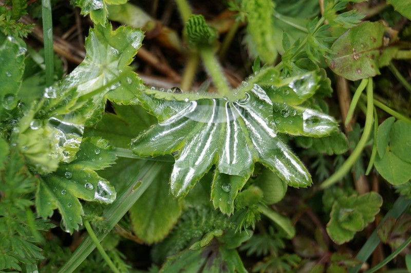 Alchemilla vulgaris photo 6