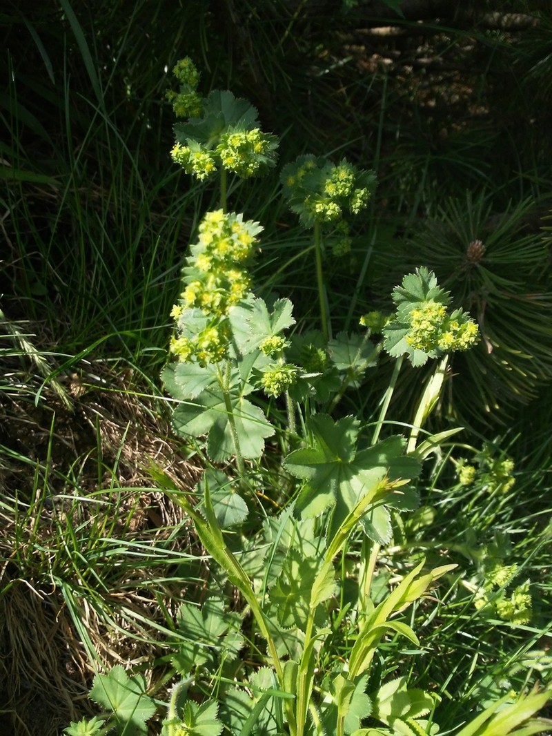 Alchemilla vulgaris photo 7