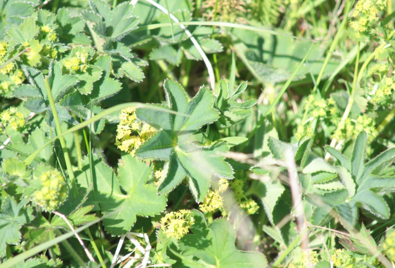Alchemilla vulgaris photo 8