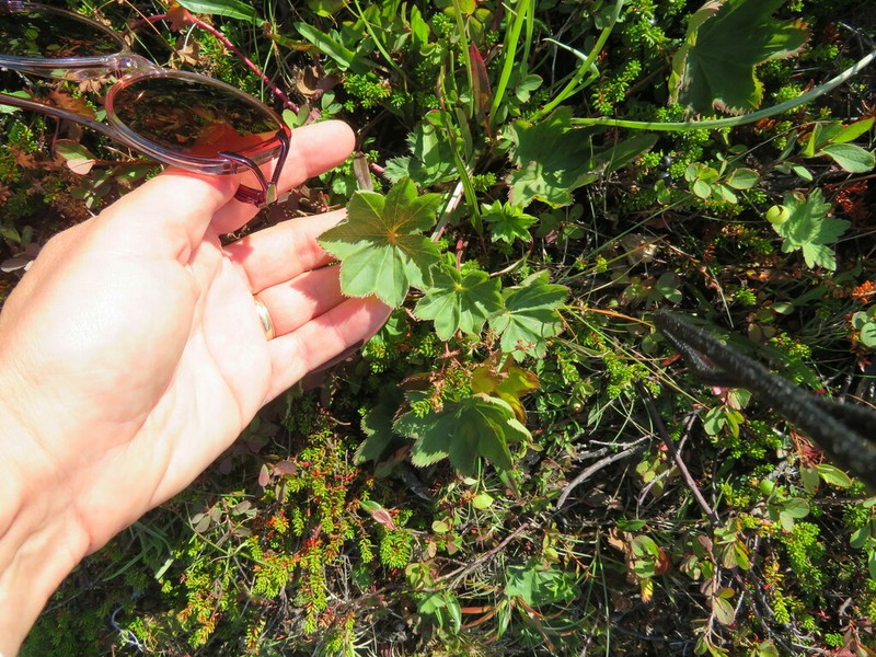 Grassland Lady's Mantle